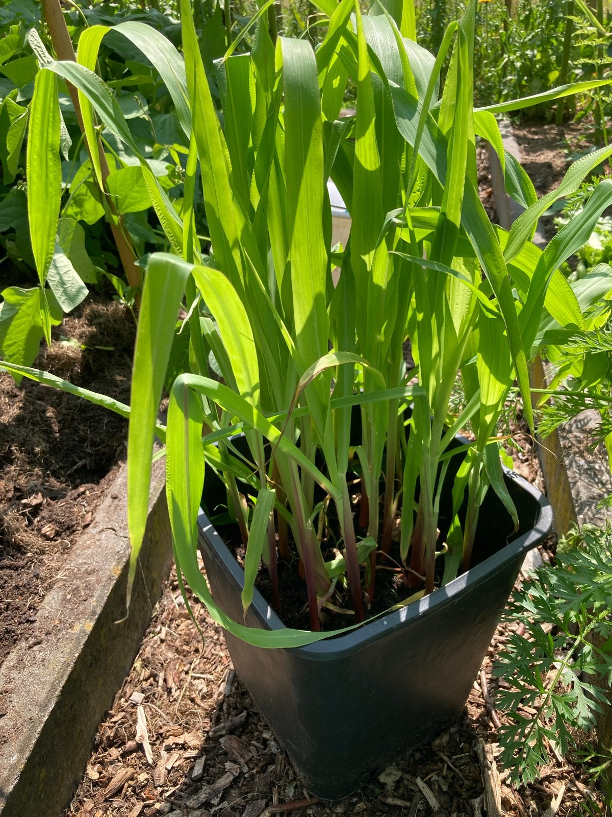 Jonge Maisplanten (suikermais voor consumptie), Ophalen, Volle zon, Groenteplanten, Eenjarig