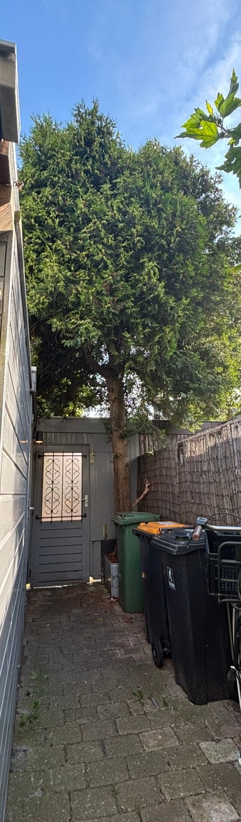 Gezocht: boom kappen, stronk verwijderen en afvoeren, Tuin en Terras, Planten | Bomen, Ophalen, Volle zon, Overige soorten