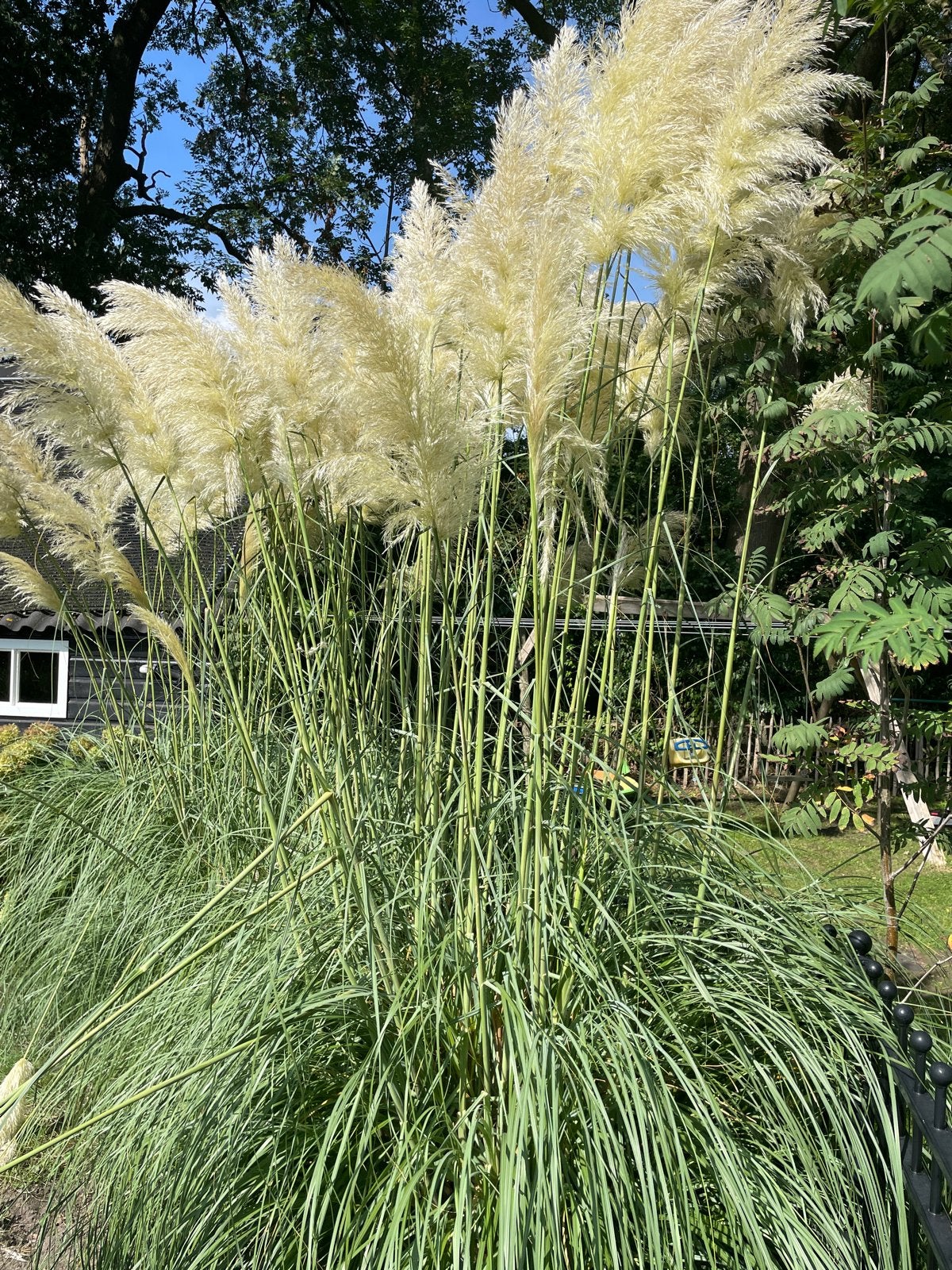 Pampasgras (Cortaderia selloana) - Grote pluimen, Natuurlijk materiaal, Beige, Nieuw, Ophalen of Verzenden