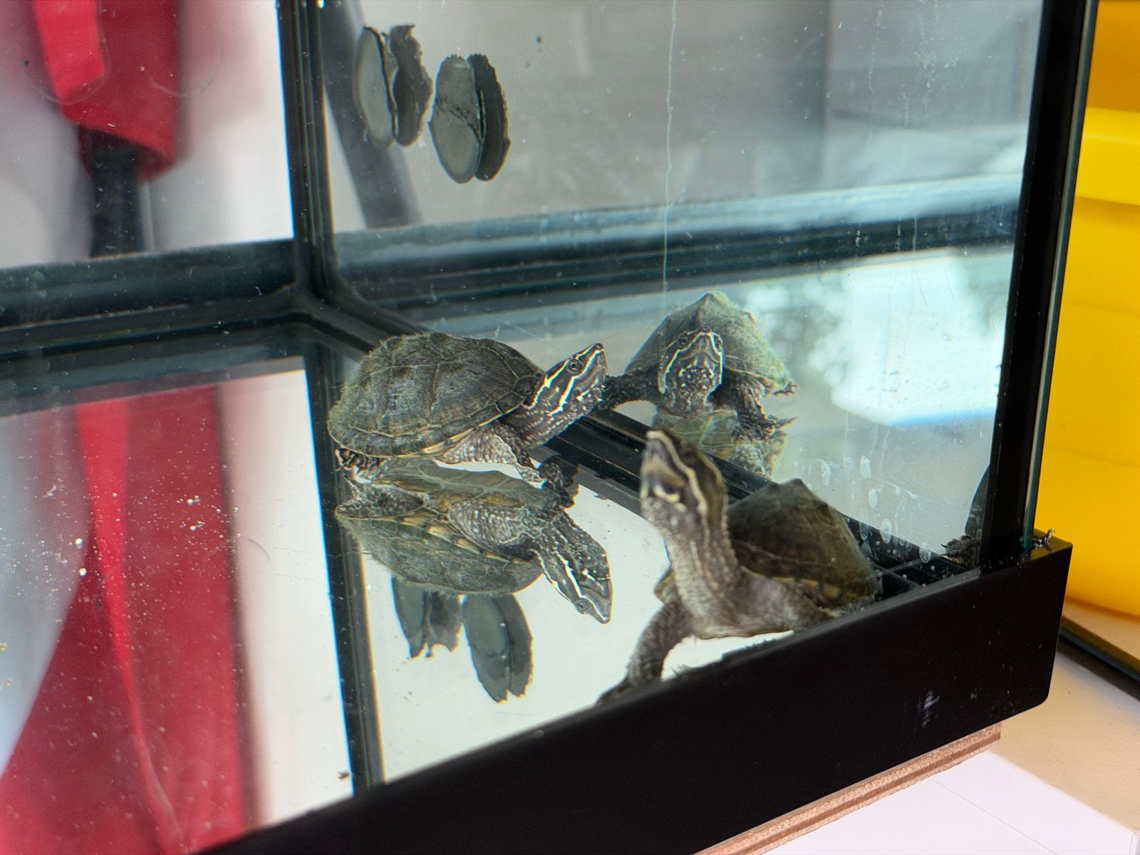Muskus schildpadden, Schildpad