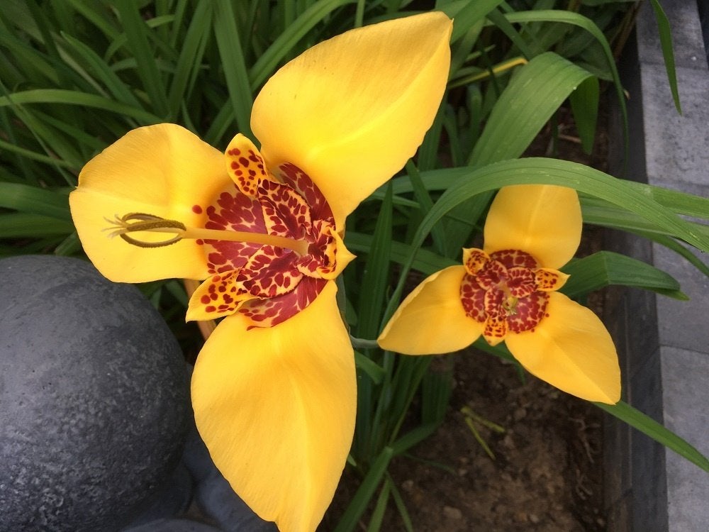 Tijgerbloem zaden, gemengde kleuren, Verzenden, Voorjaar, Volle zon, Zaad