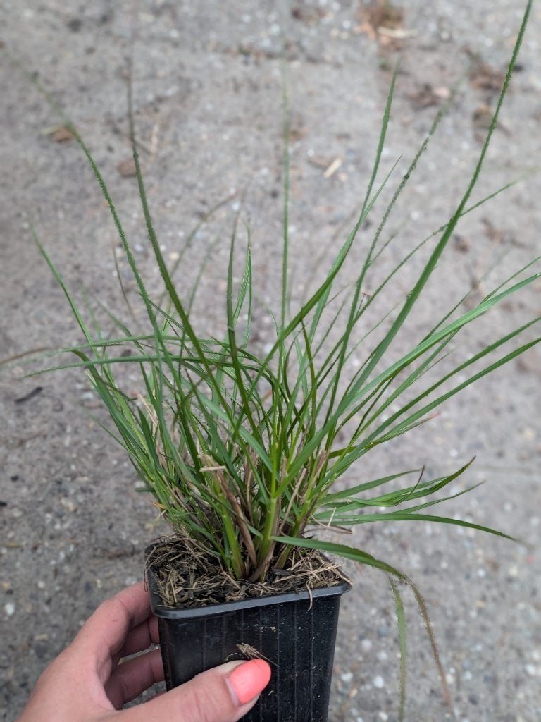 Pennisetum ‘Hameln’ – Siergras (P9) Lampenpoetser, Tuin en Terras, Planten | Tuinplanten, Ophalen, Siergrassen, Tweejarig, Halfschaduw