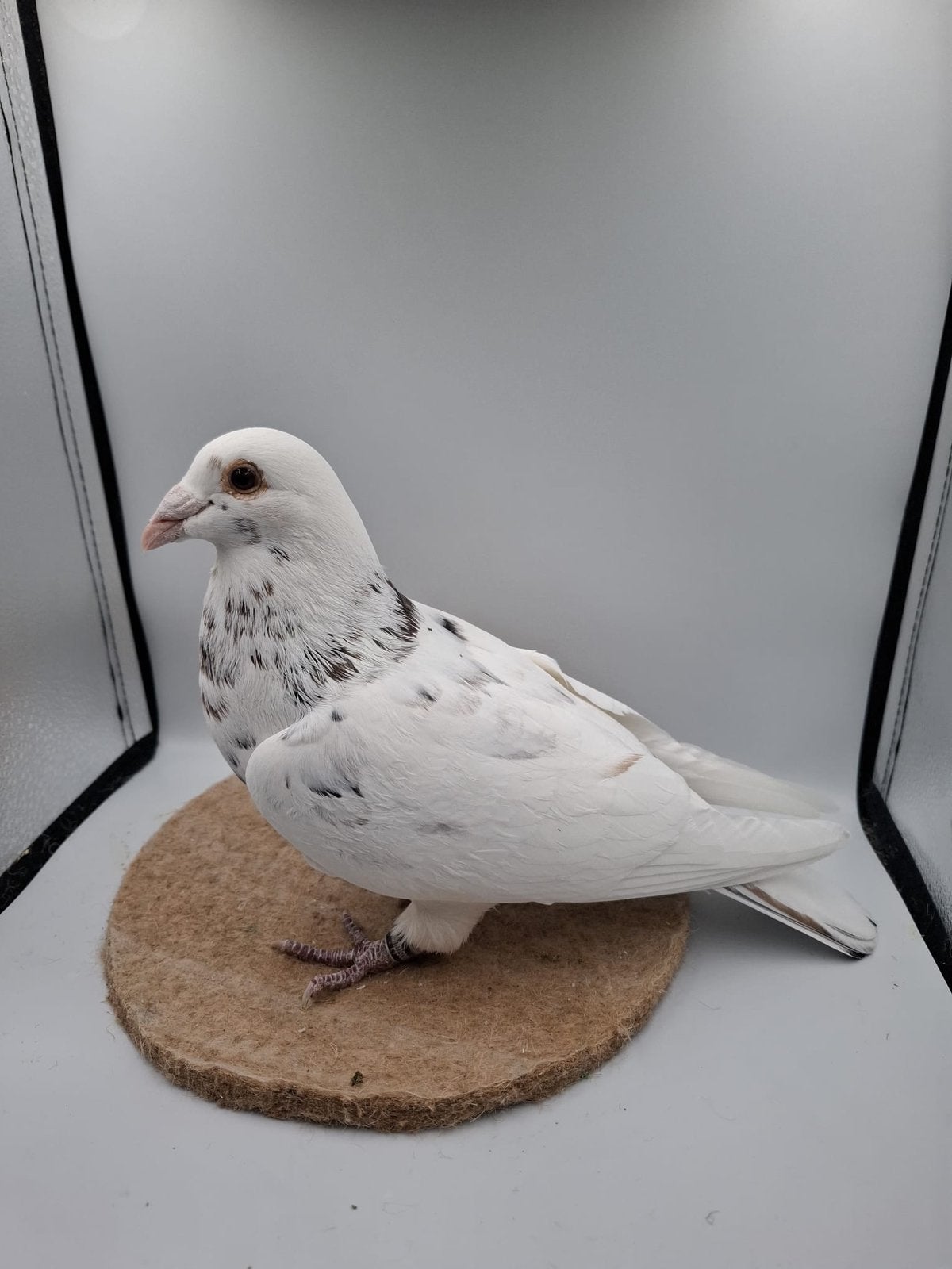 Mooie kleurpostduif een bruin zwart stipper, Dieren en Toebehoren, Mannelijk, Postduif