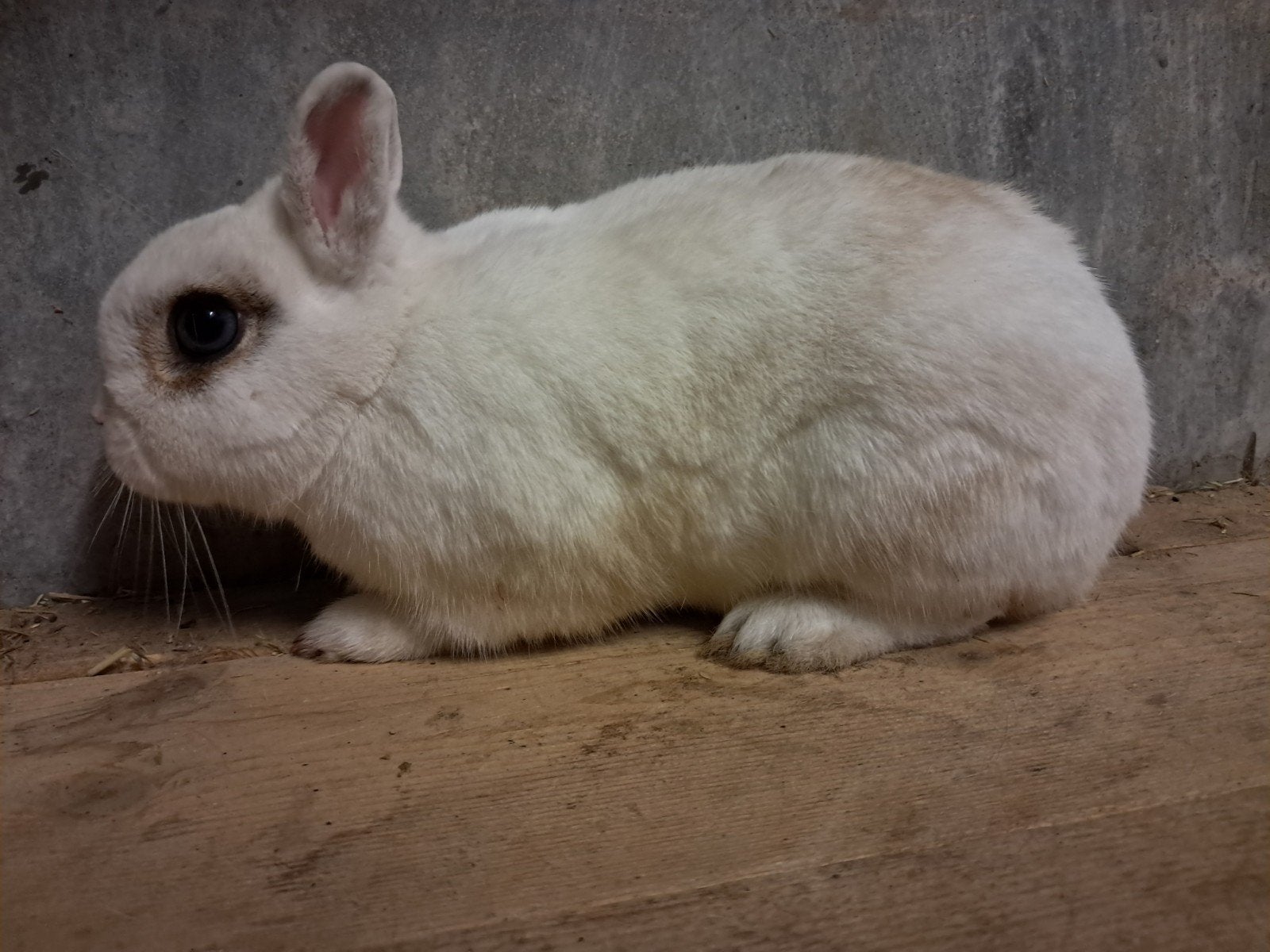 Lieve gecastreerde rammelaar konijn, Mannelijk, 0 tot 2 jaar