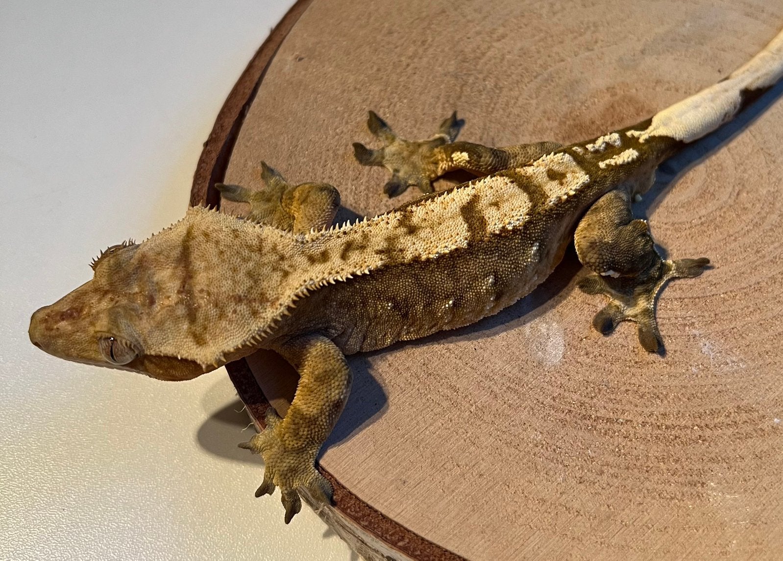 Wimpergekko harlequin man Crested Gecko photo 2
