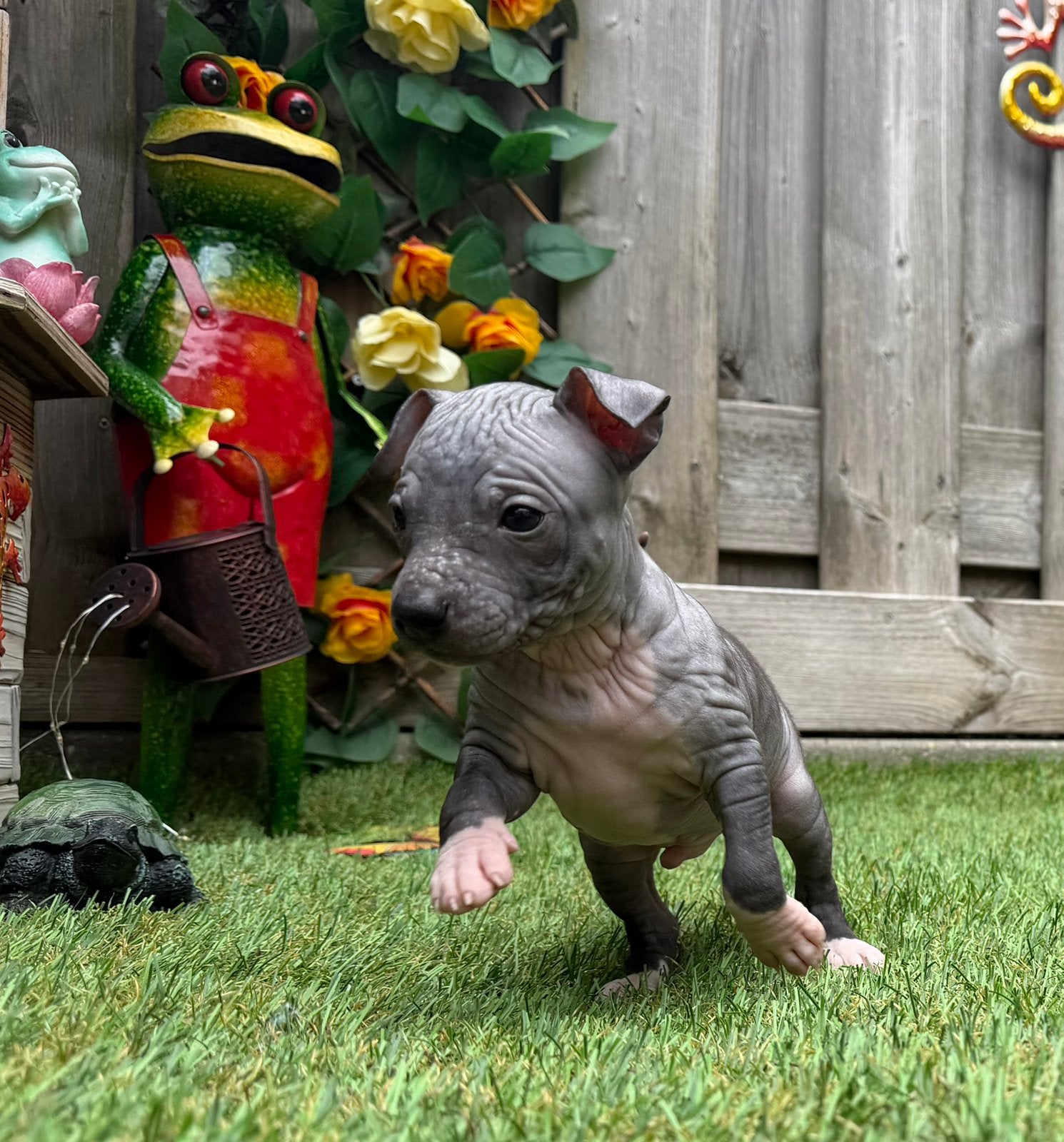 American Hairless Terrier / amerikaanse naakthond, Parvo, Nederland, Overige rassen, 8 tot 15 weken