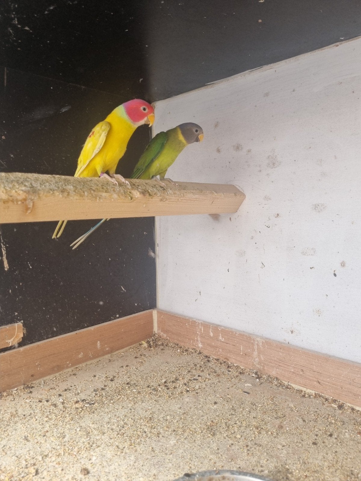 pruimekop, Dieren en Toebehoren, Vogels | Parkieten en Papegaaien, Meerdere dieren, Parkiet
