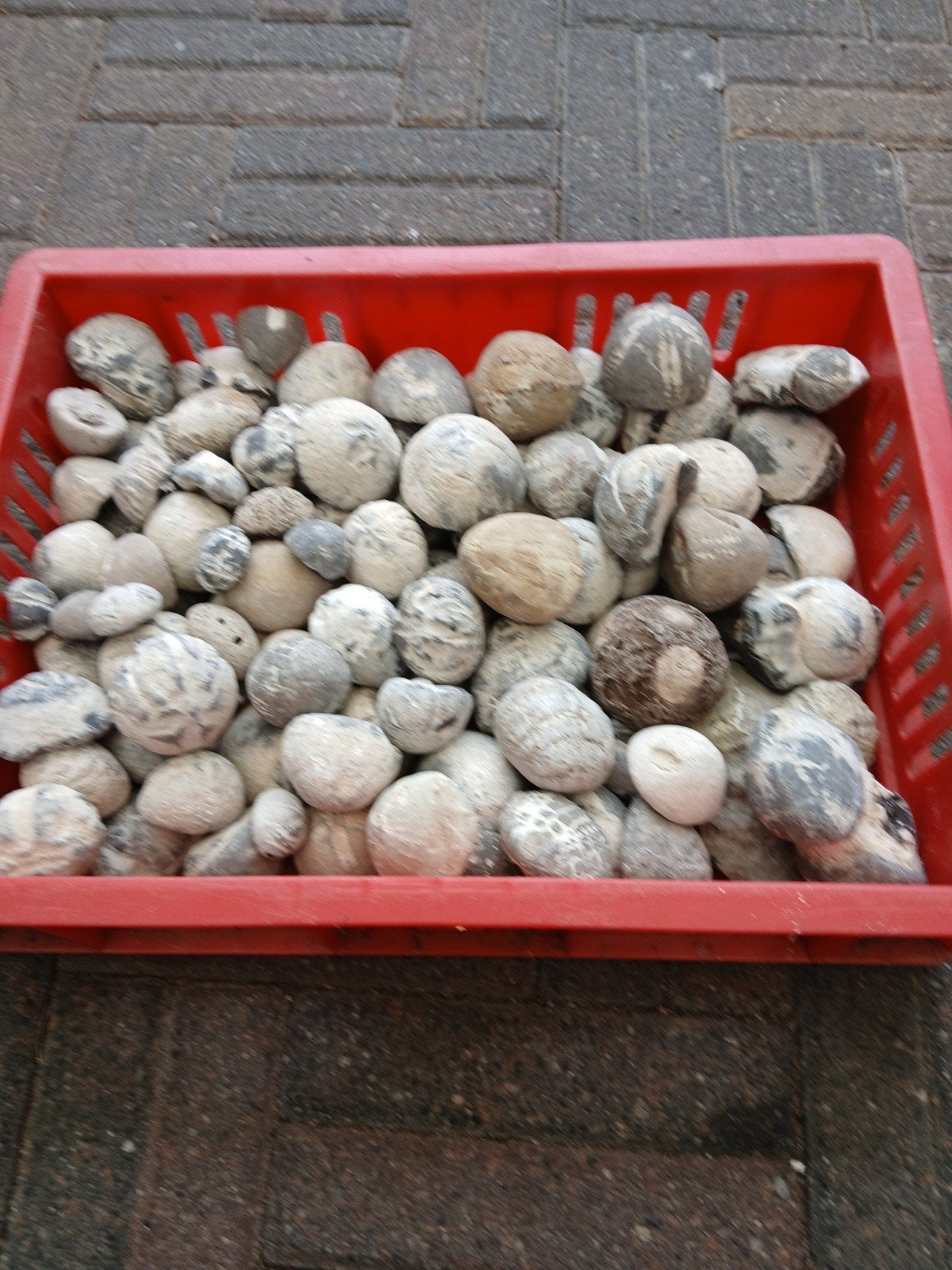 zee-egels uit Denemarken, Ophalen of Verzenden, Fossiel