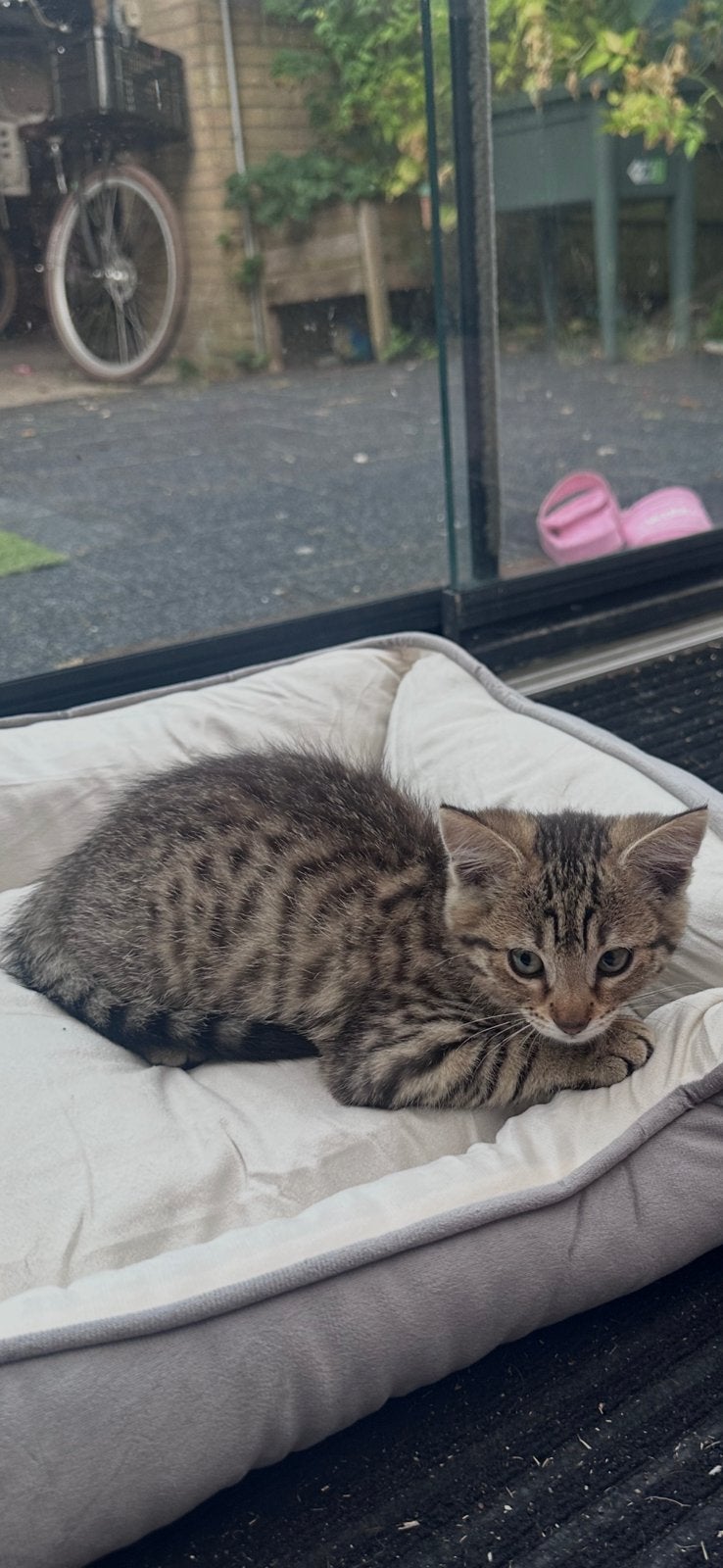 Kitten, Dieren en Toebehoren, Katten en Kittens | Raskatten | Korthaar, Poes