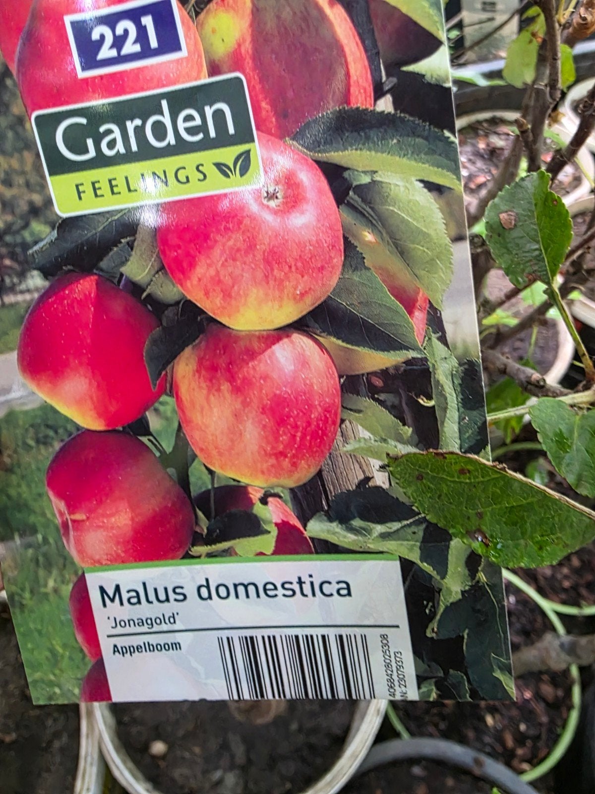 Diverse fruitbomen en planten in pot, Overige soorten, Zomer, Ophalen, Volle zon