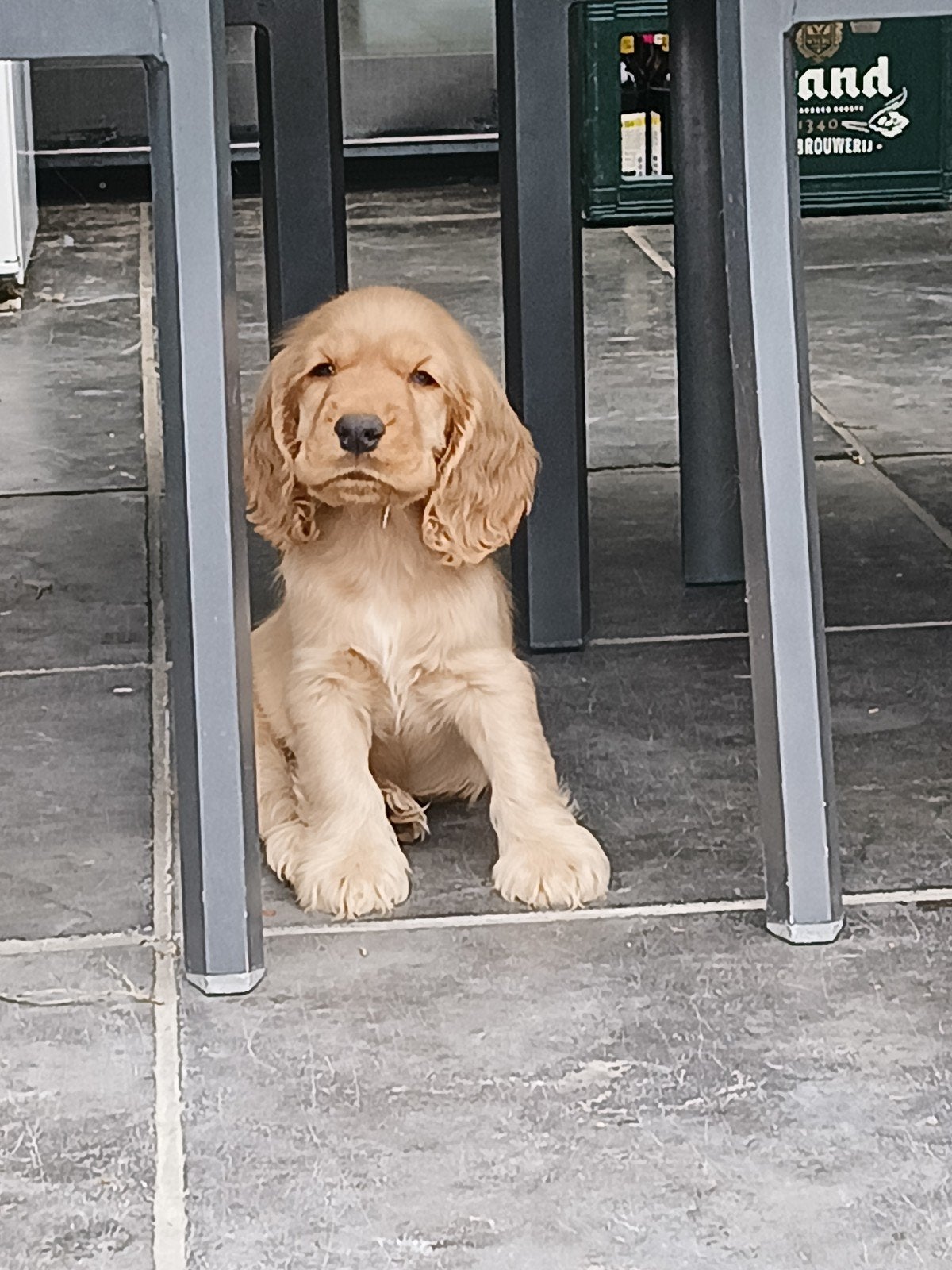 Engelse cocker spaniël pups, Parvo, 8 tot 15 weken, Meerdere, Meerdere dieren