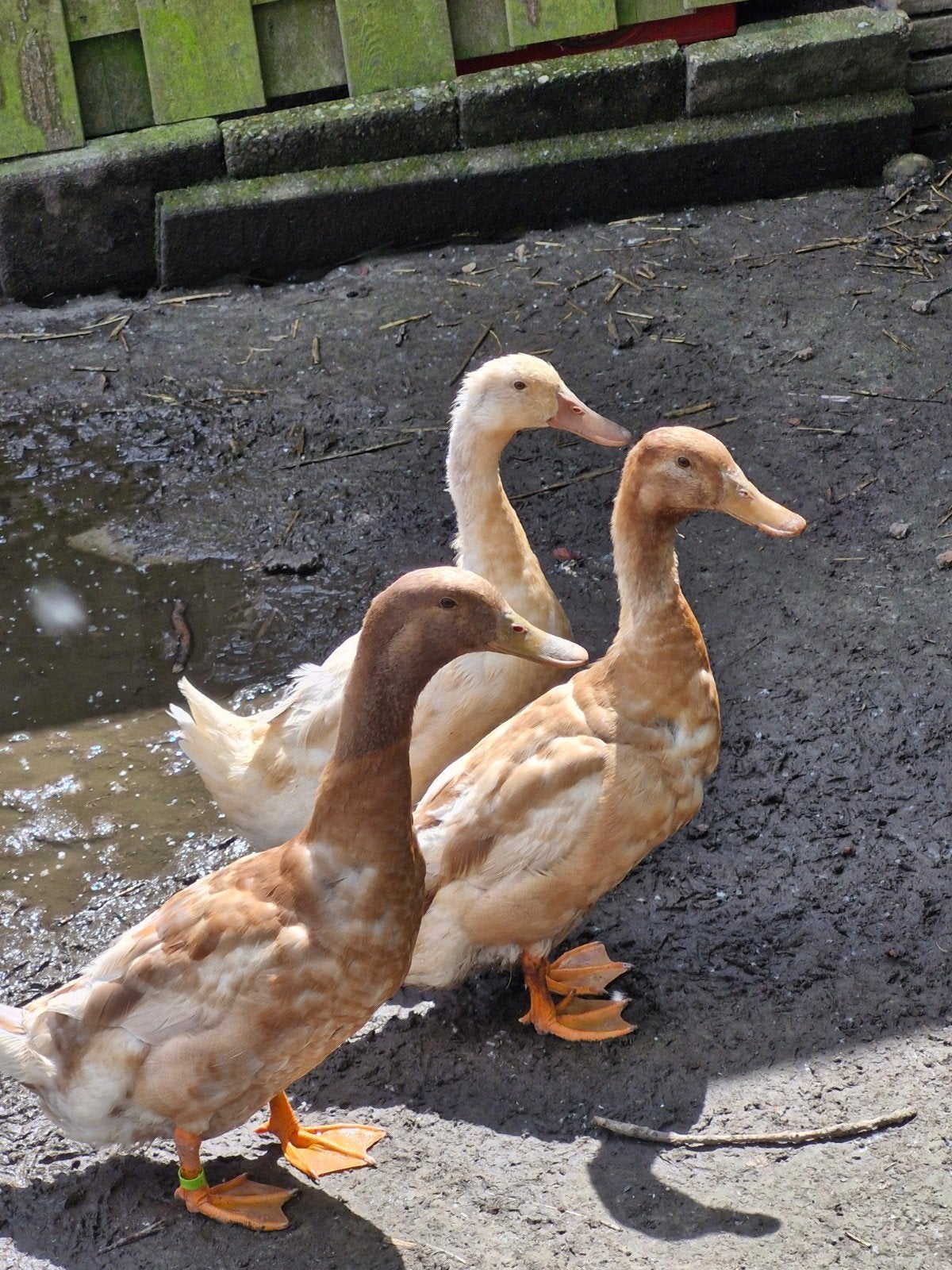 Orpington eenden, Meerdere dieren, Eend