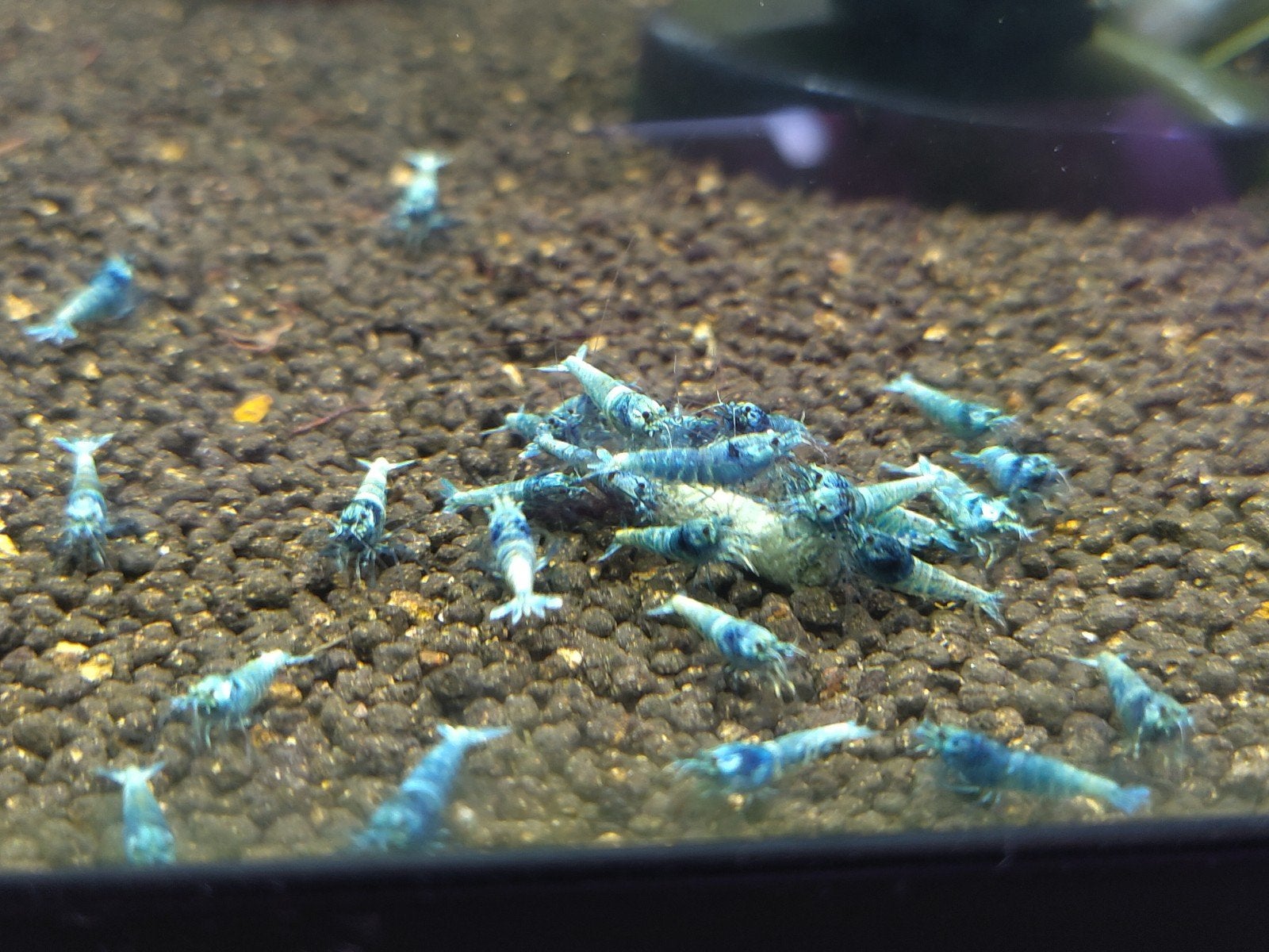 Medium grade Blue Bolt caridina garnalen, Dieren en Toebehoren, Vissen | Aquariumvissen, Kreeft, Krab of Garnaal