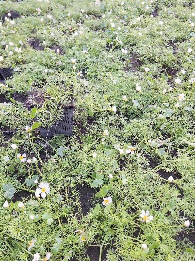 zuurstofplanten hoornblad fontijnkruid ranonkel, Ophalen, Nieuw