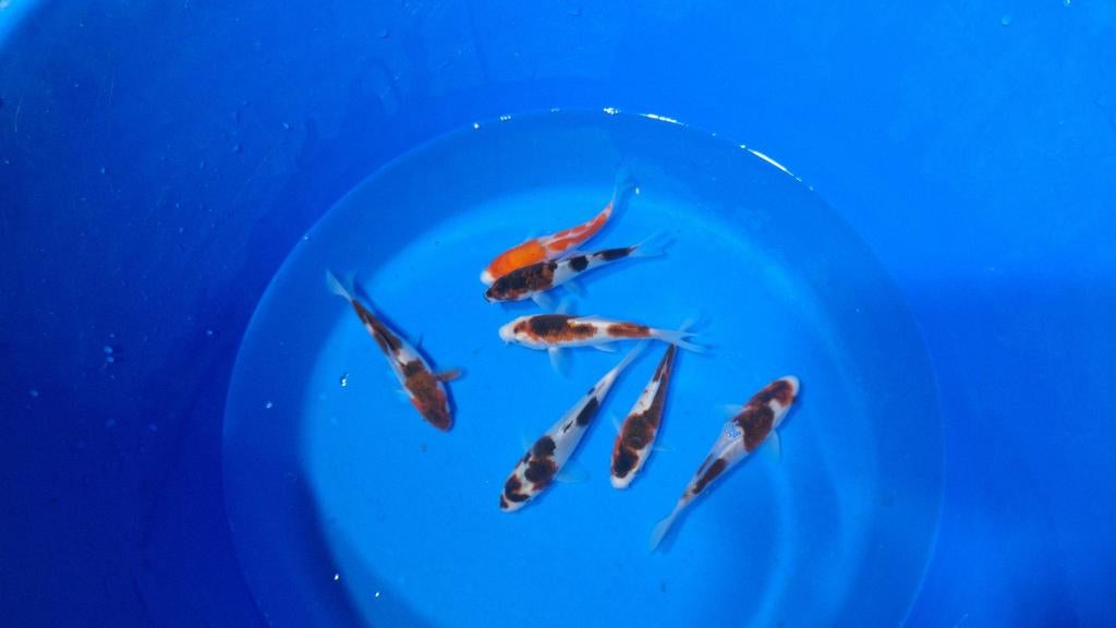 Goromo en goshiki van de kweker Otsuka, Karper of Koi