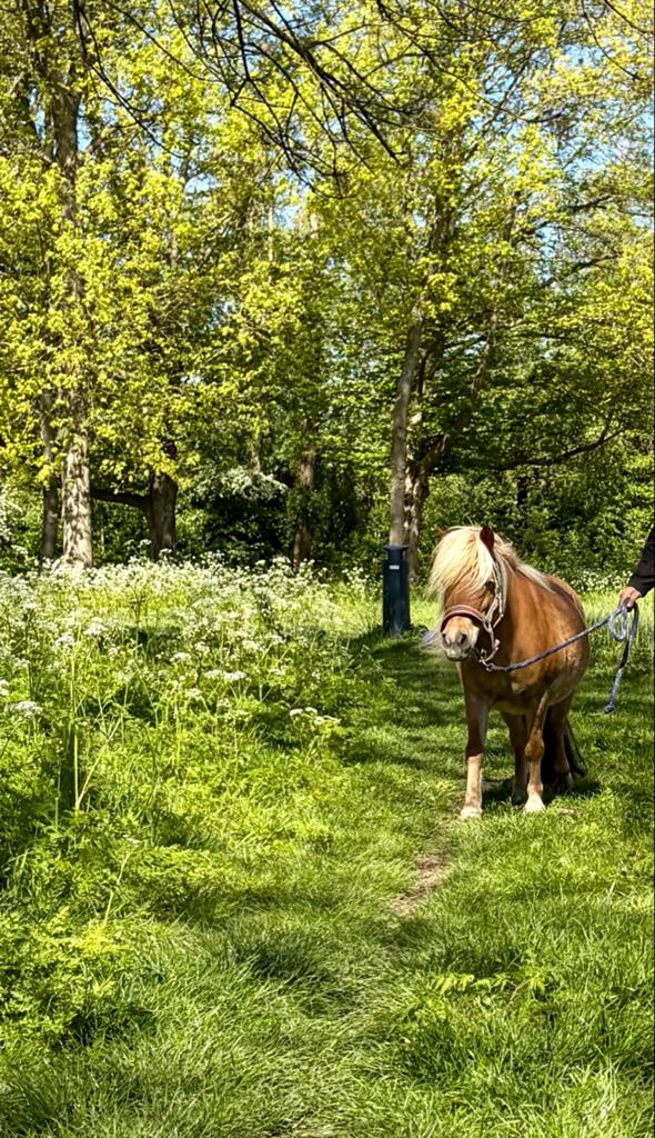 Super lieve en knappe shetlander te koop!, Dieren en Toebehoren, Pony's, Merrie, Met stamboom, A pony (tot 1.17m), Onbeleerd