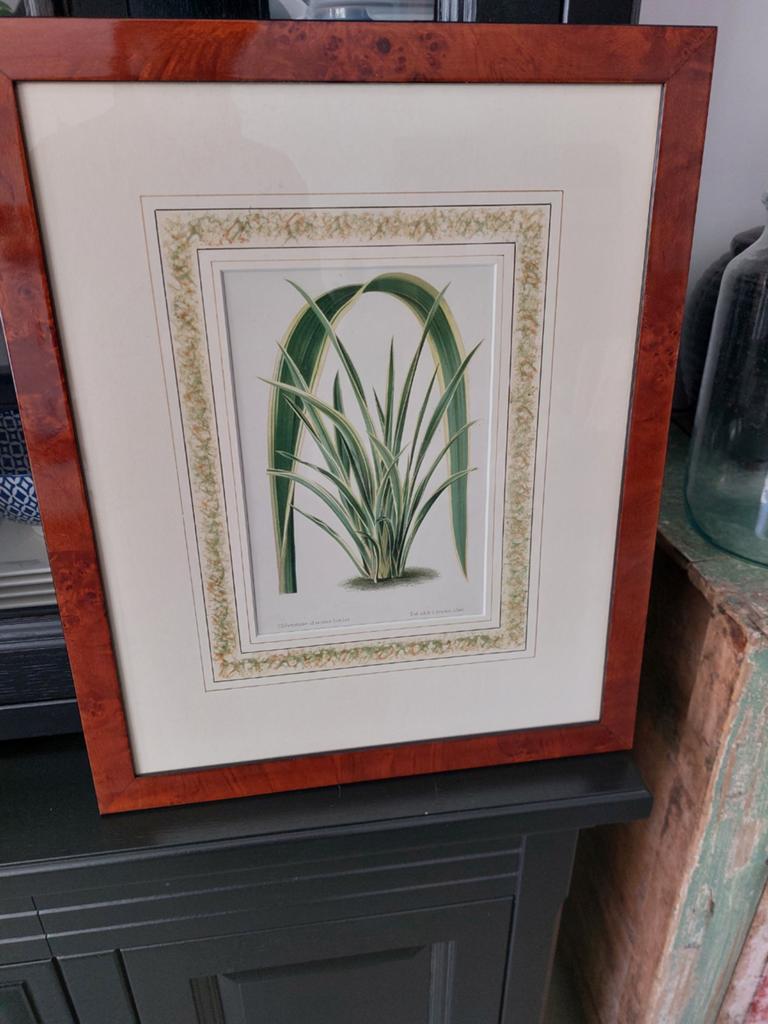 Ingelijste botanische print van plant met passe-partout, Ophalen of Verzenden