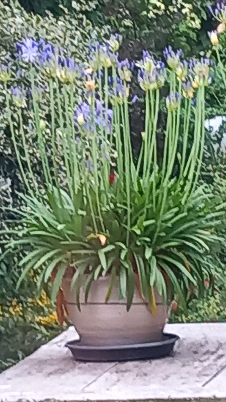 Mooie Agapanthus kuipplant met veel bloemknoppen, Volle zon, Vaste plant, Zomer, Ophalen