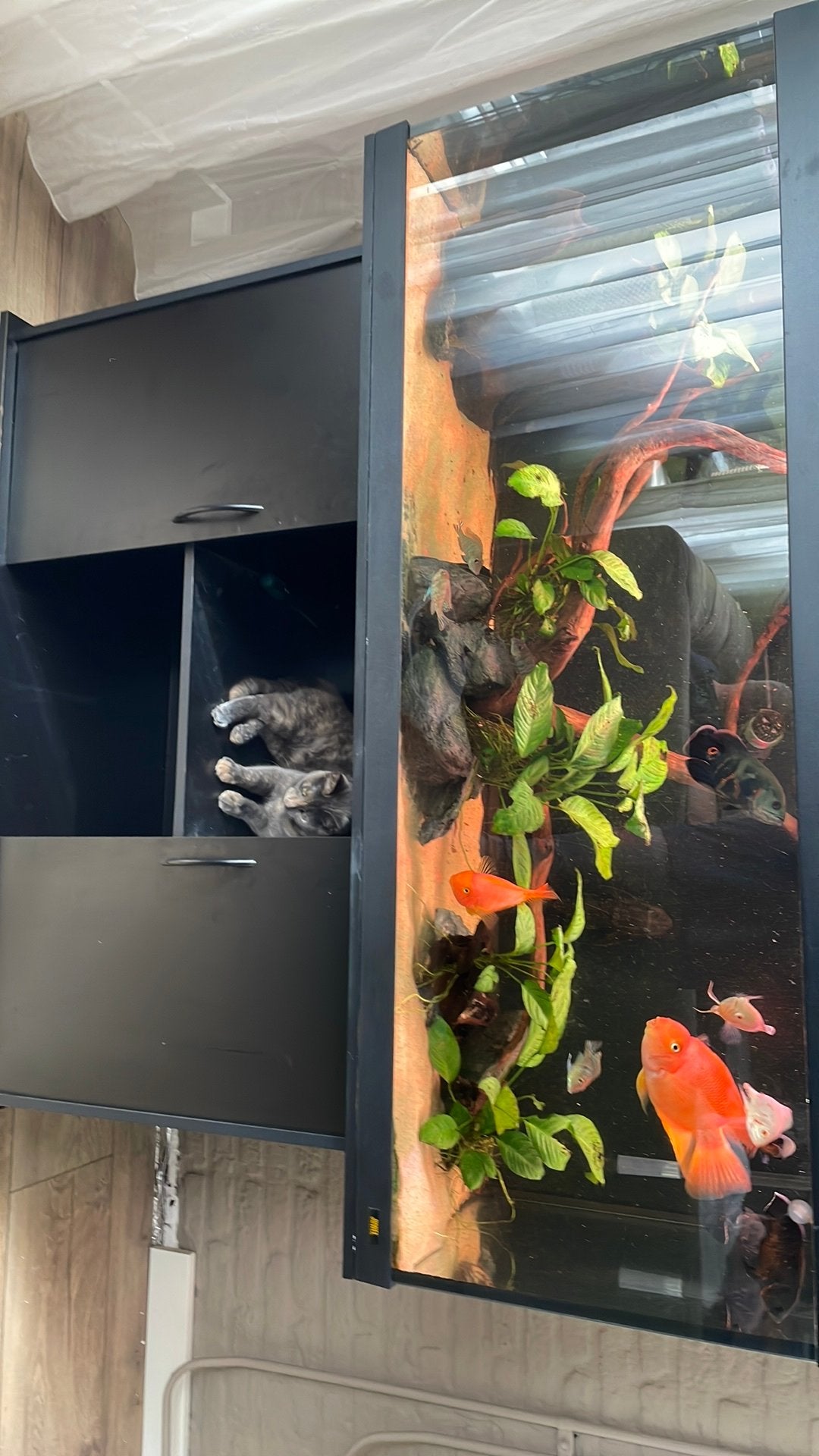 Juwel 450 compleet met vissen, Ophalen, Inclusief vissen, Juwel, Gevuld zoetwateraquarium