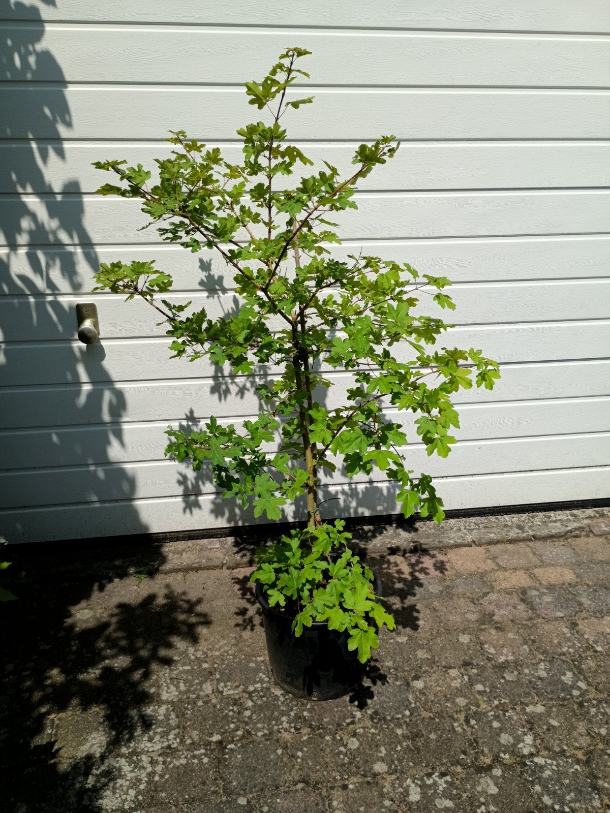 Biologische Spaanse Aak / Veldesdoorn, Tuin en Terras, Bloeit niet, Overige soorten, Minder dan 100 cm, Ophalen