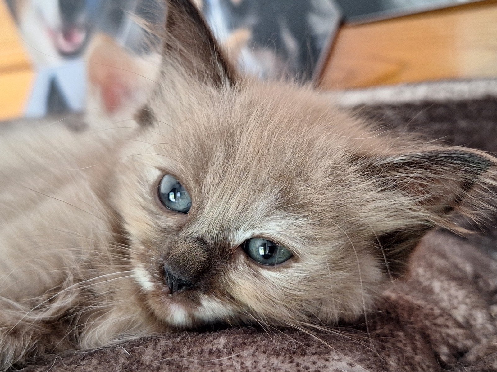Ragdoll kittens uit geteste ouders mogen bijna weg., Dieren en Toebehoren, Meerdere dieren, Gechipt