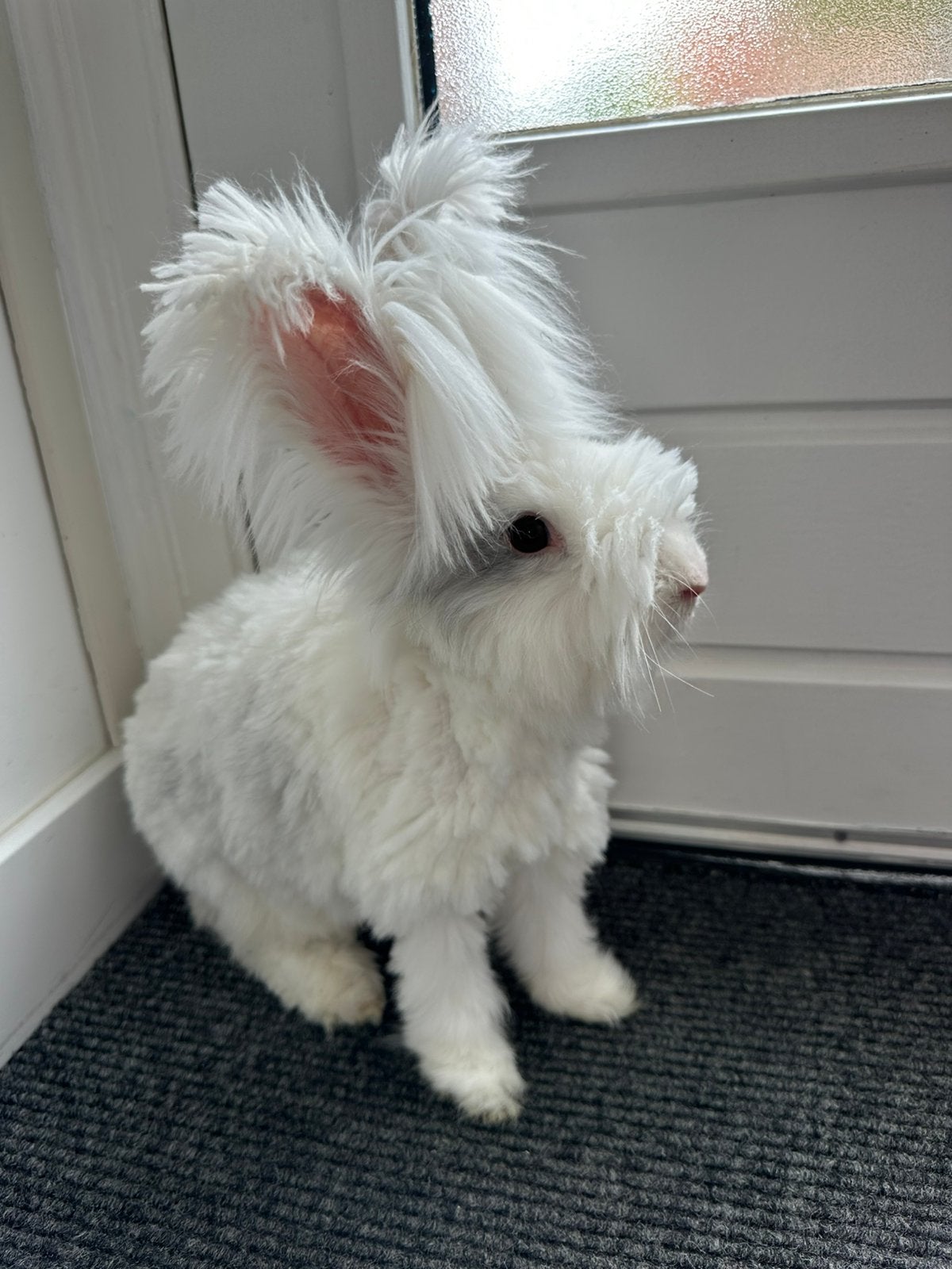Lieve raszuiver engels angora voedstertje., Dieren en Toebehoren, Vrouwelijk, Middelgroot