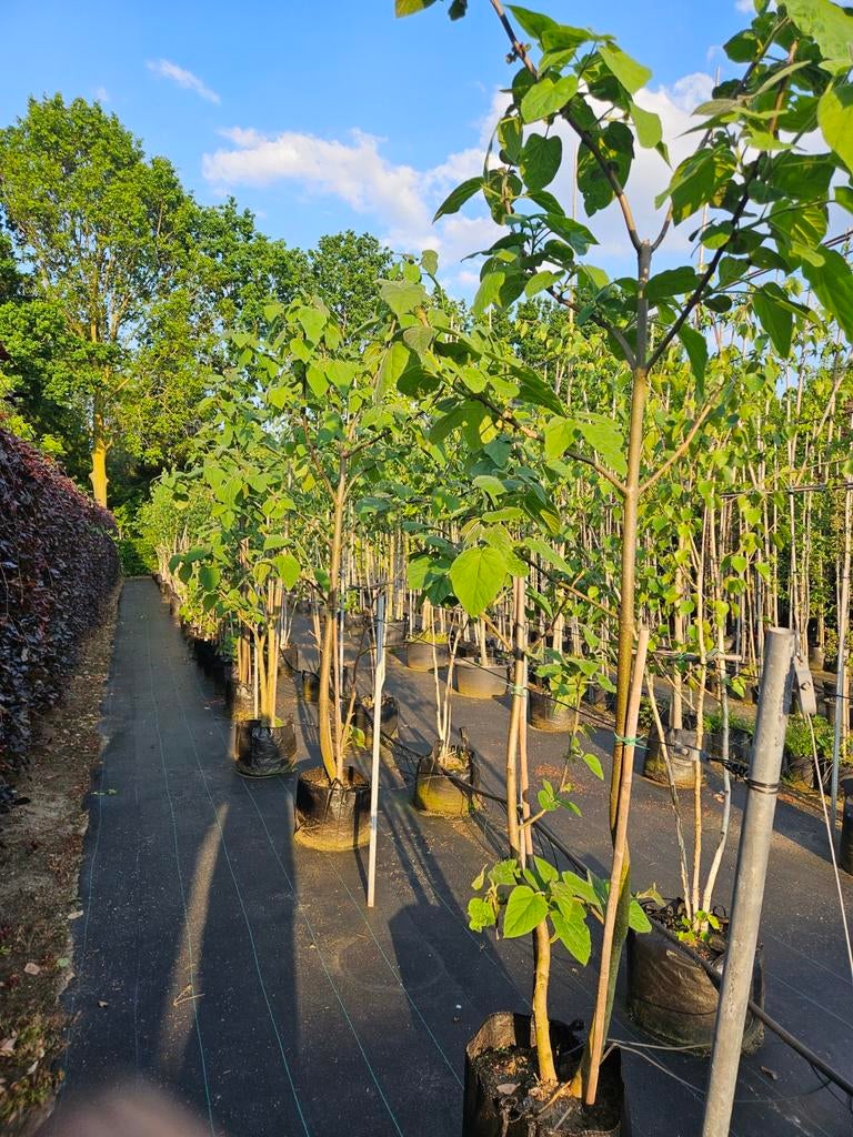 Super mooie paulownia tomentosa te koop!, Halfschaduw, Overige soorten, Lente, 250 tot 400 cm