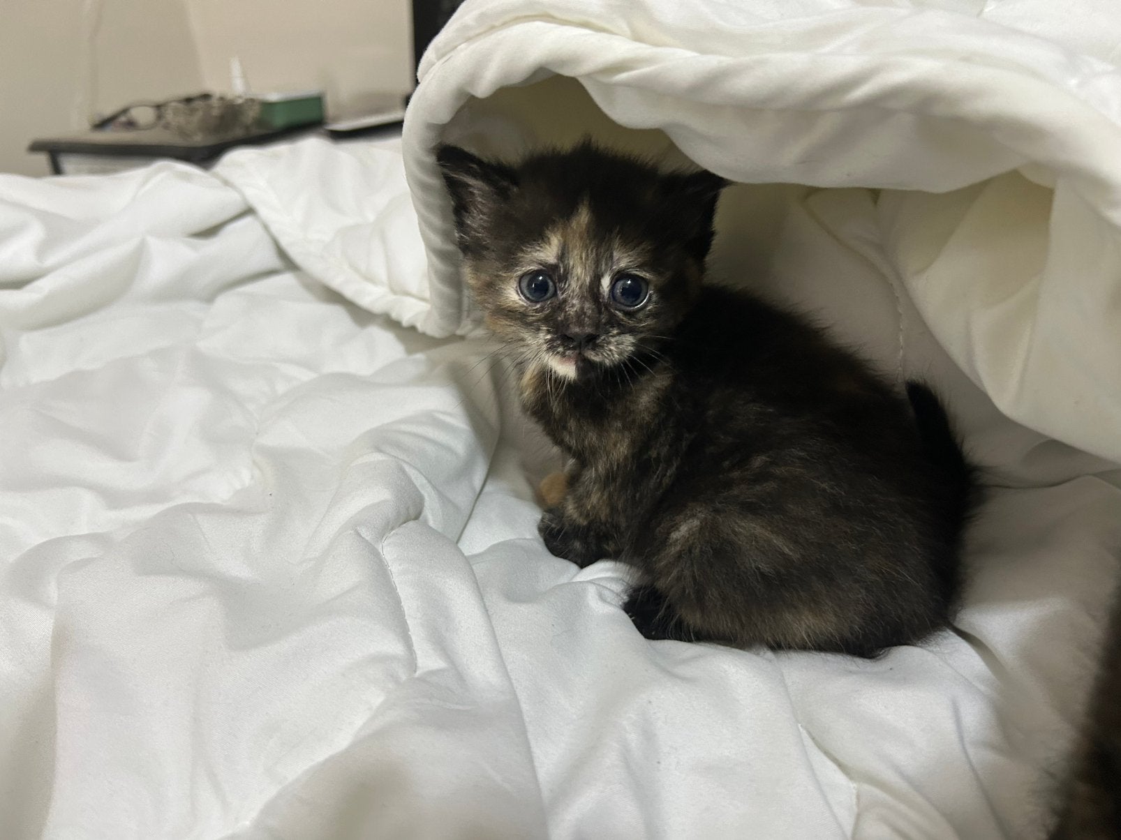 Prachtige blauwe rus mix pers, Dieren en Toebehoren, Meerdere dieren, Ontwormd, 0 tot 2 jaar