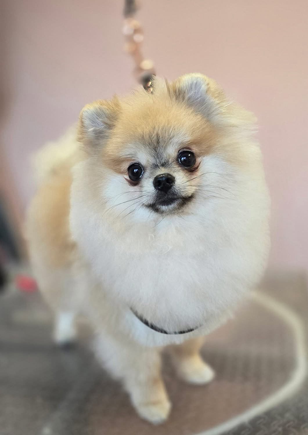 Pomeriaan dekreu - Niet te koop!, Dieren en Toebehoren, Reu, 1 tot 2 jaar, Parvo, Eén hond