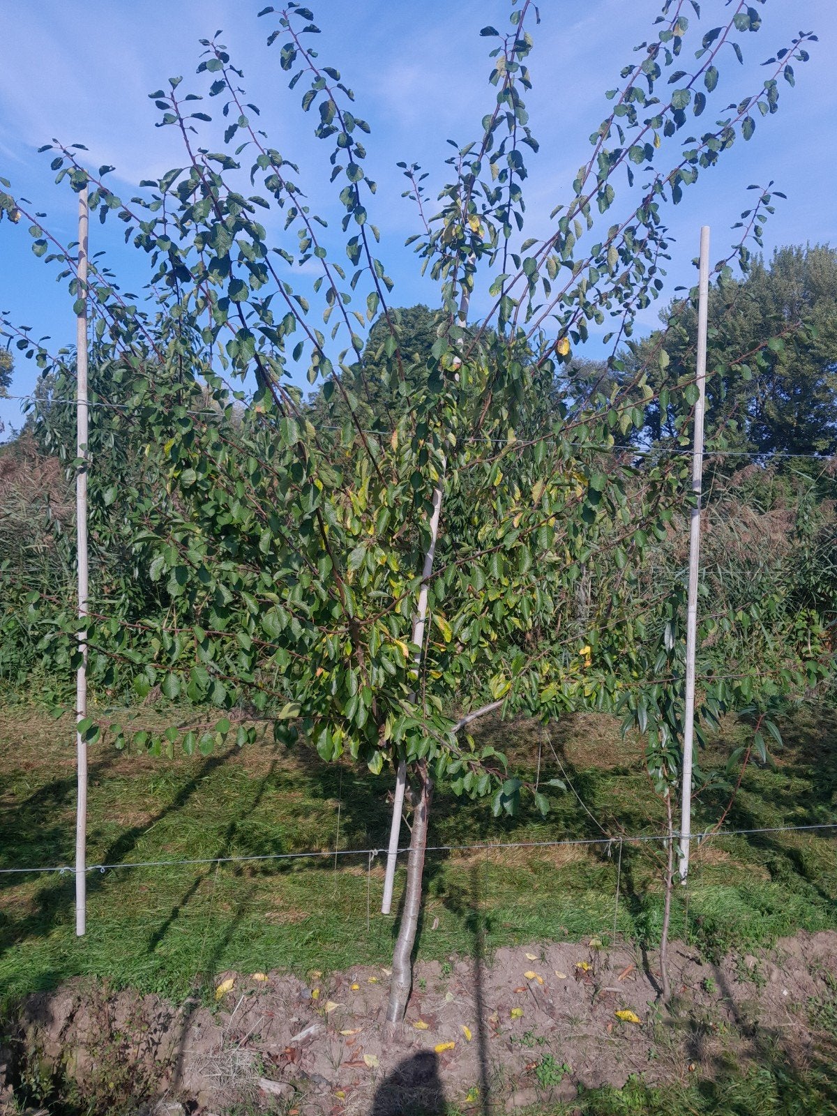 pruimenboom, Ophalen, Lente