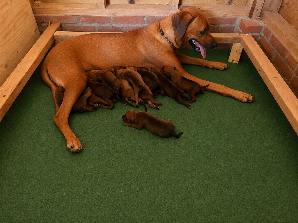 Rhodesian Ridgeback pups geboren op 20-07-2026, 8 tot 15 weken, Meerdere, Meerdere dieren, Nederland