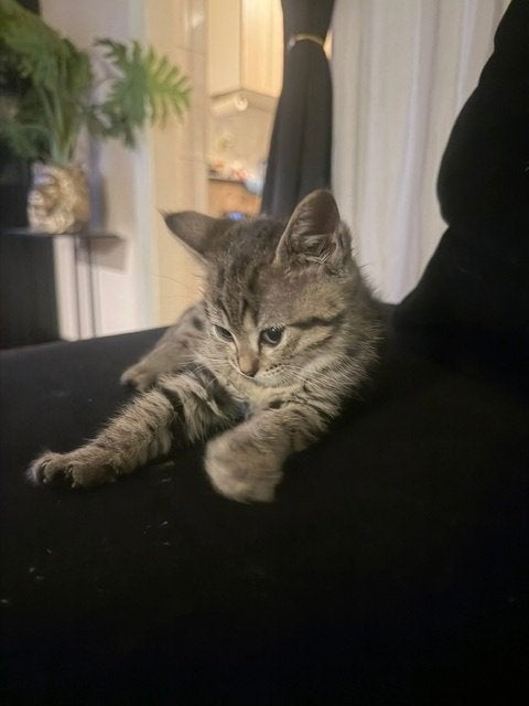 kittens, Meerdere dieren, Ontwormd, 0 tot 2 jaar