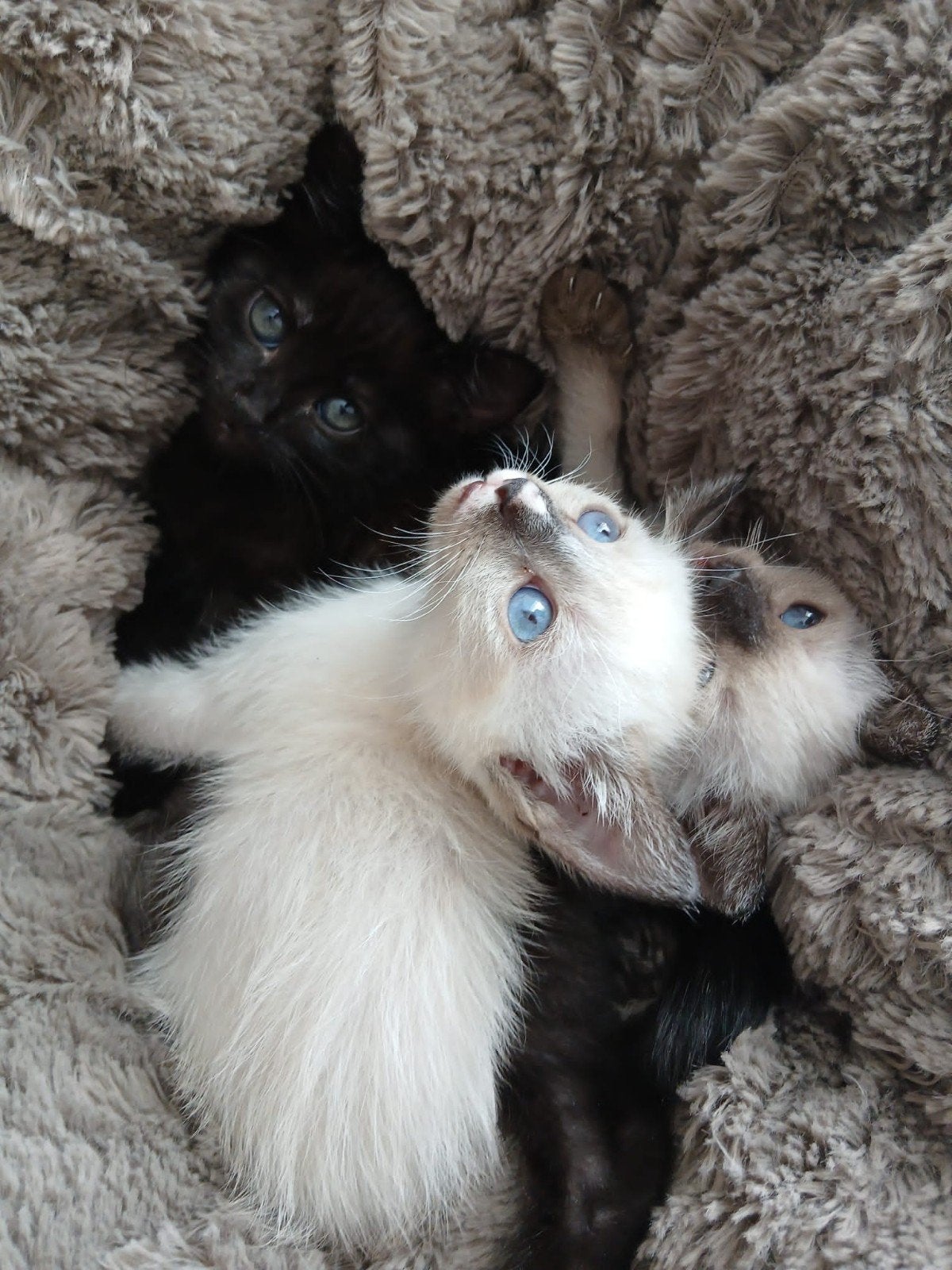 3 Siamees kittens geboren 13 juli, Dieren en Toebehoren, Meerdere dieren, Ontwormd, 0 tot 2 jaar