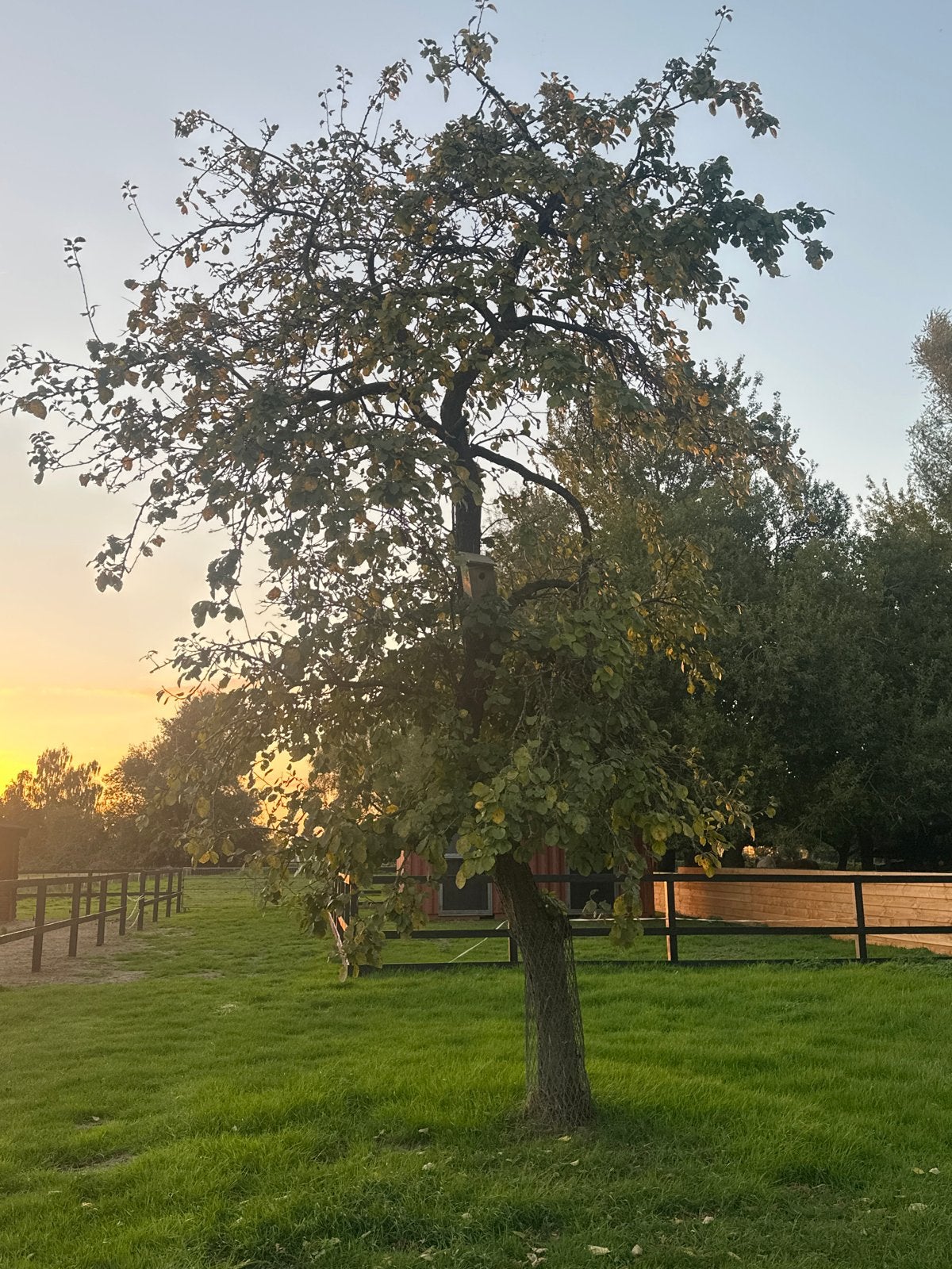 Pruimenboom zelf uitgraven - geeft veel blauwe pruimen, Tuin en Terras, Ophalen, Overige soorten, Struik, 250 cm of meer
