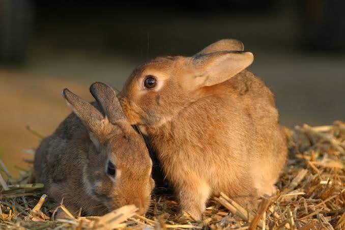 Leuke Konijnen.[ Knuffel dieren ], Meerdere dieren, Middelgroot, 0 tot 2 jaar