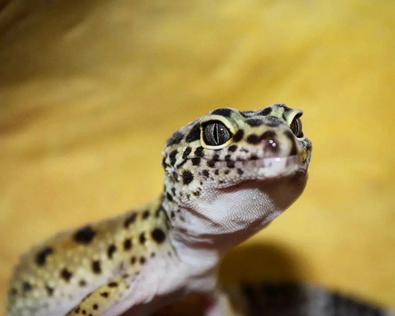 Luipaardgekko gezocht, Dieren en Toebehoren, Hagedis, 0 tot 2 jaar