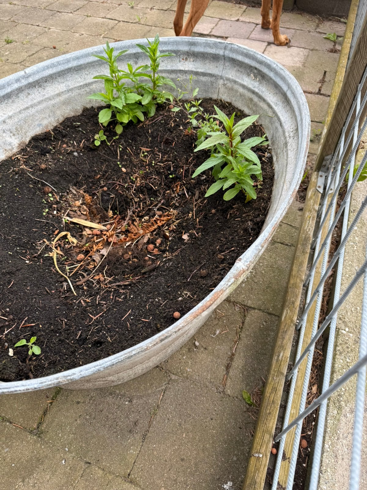 Grote zinken teil 80x65 cm klein deukje in rand daarom:35€, Tuin en Terras, Bloembakken en Plantenbakken, Ophalen, Gebruikt, Metaal