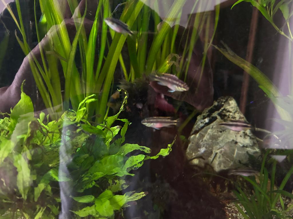 Aquarium Kersenbuikjes, Dieren en Toebehoren, Vis