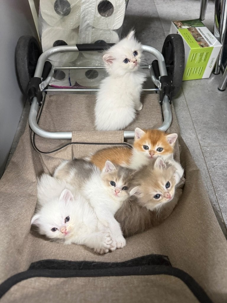 Prachtige lieve katertjes zoeken een liefdevol thuis, Poes