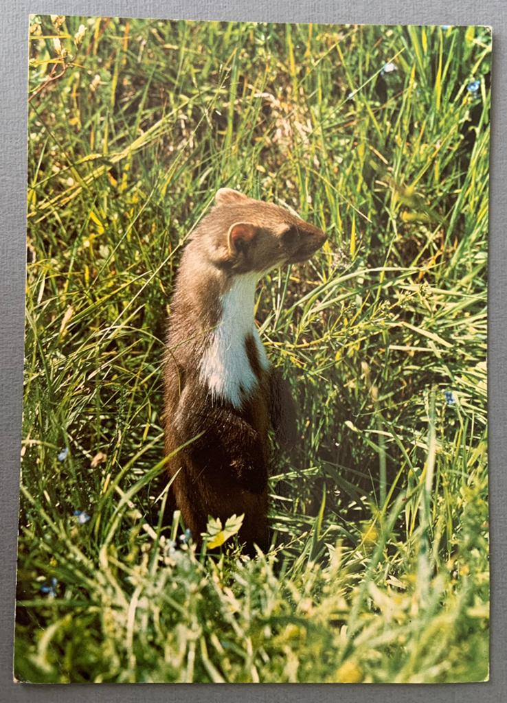 Steenmarter of Fluwijn, Ophalen of Verzenden, 1980 tot heden, Ongelopen, Wild dier