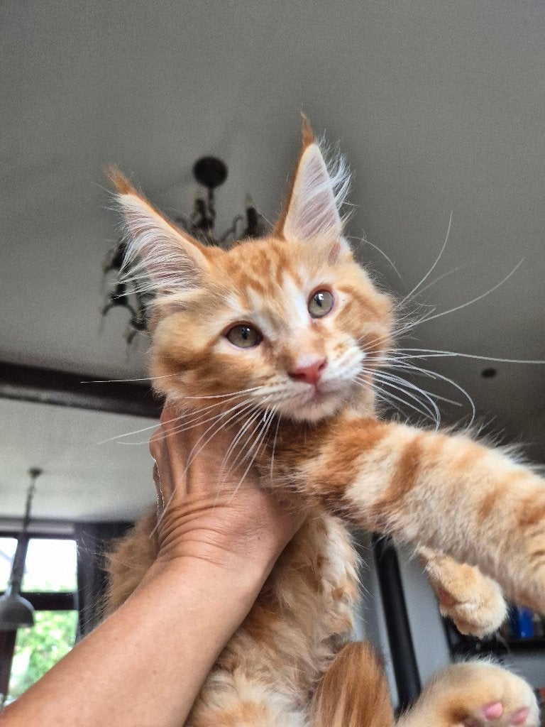 Maine coon boy, Kater, Ontwormd, 0 tot 2 jaar