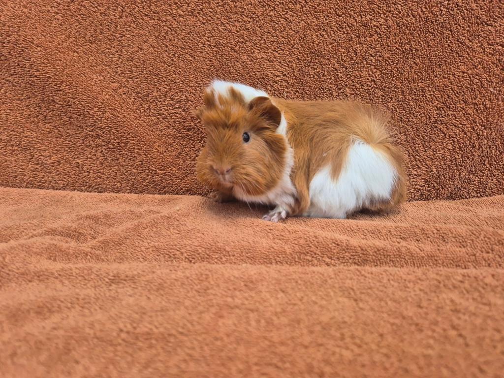 Peruvian goud/wit beertje stamboom fok kuif kruin knuffel, Dieren en Toebehoren, Cavia, April, Mannelijk, Tam