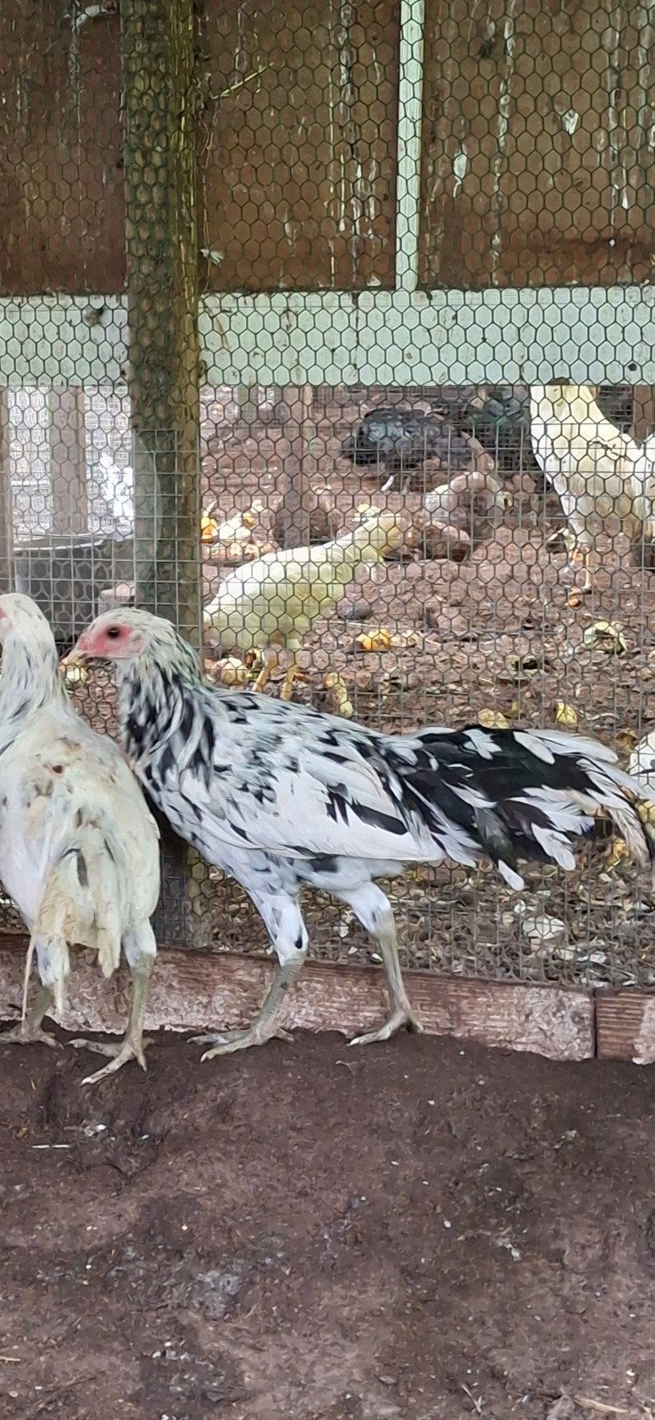 sumatra hanen, Dieren en Toebehoren