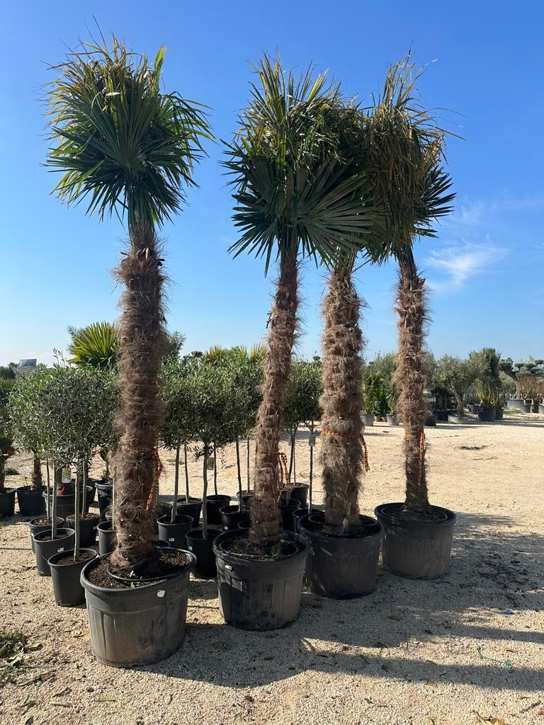 Trachycarpus fortunei palmen, Tuin en Terras, Planten | Bomen, 100 tot 250 cm, Zomer, Palmboom, Ophalen