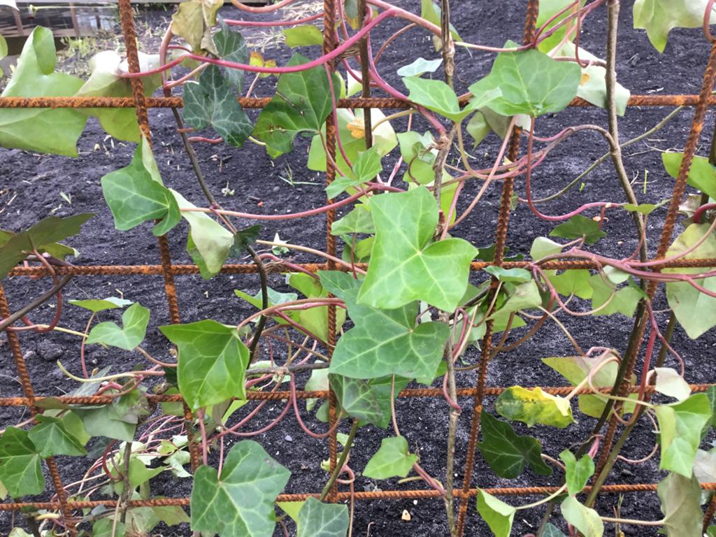 Hedera’s (125-150 centimeter), Tuin en Terras, Ophalen of Verzenden, Bloeit niet, Klimplanten, Halfschaduw