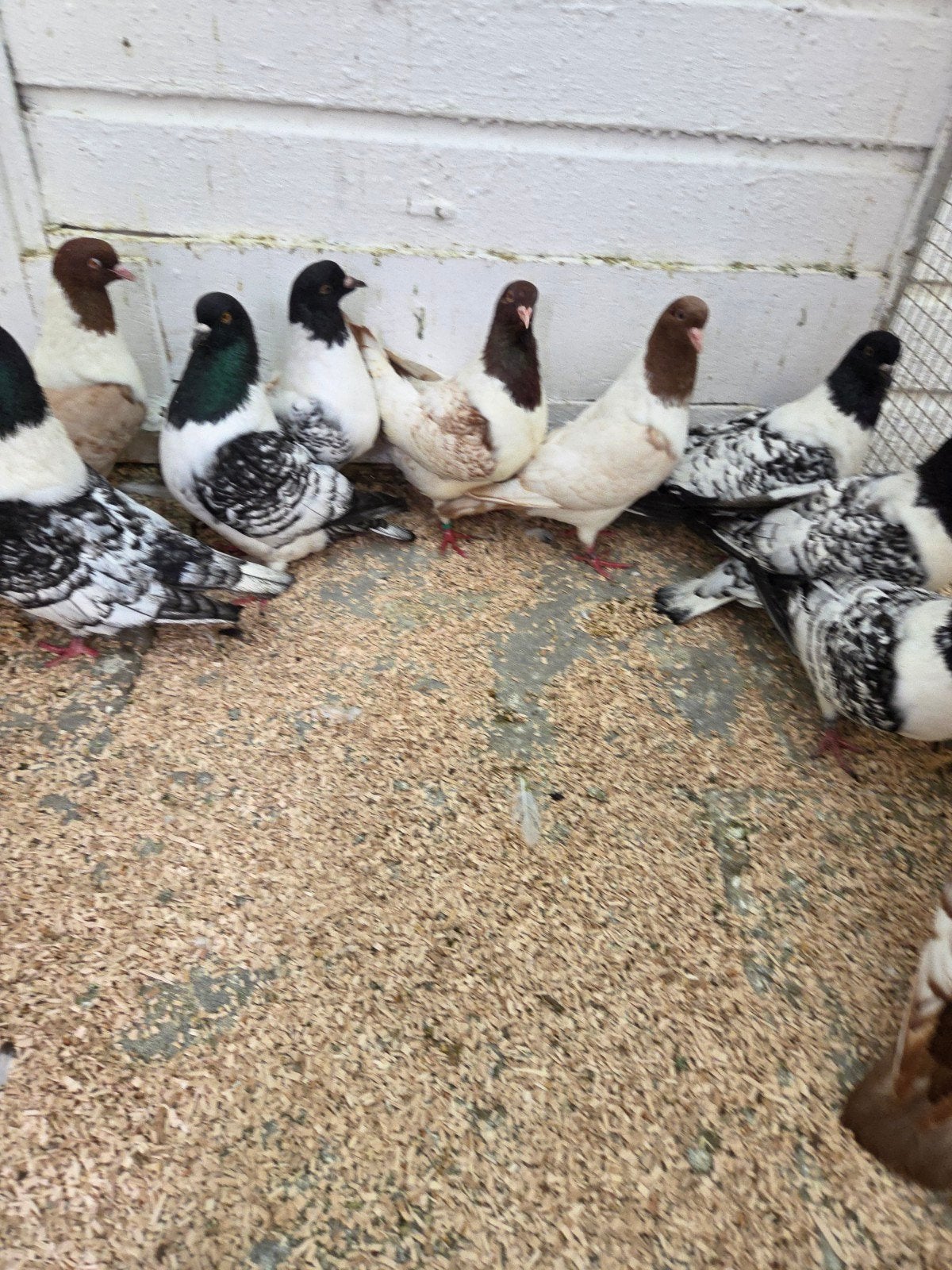 moravische strassers, Dieren en Toebehoren, Vogels | Duiven, Meerdere dieren, Overige soorten