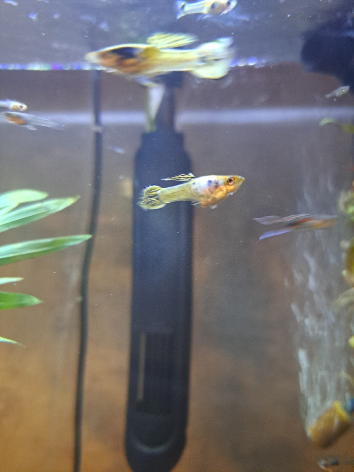 yellow tiger endler guppen, Vis