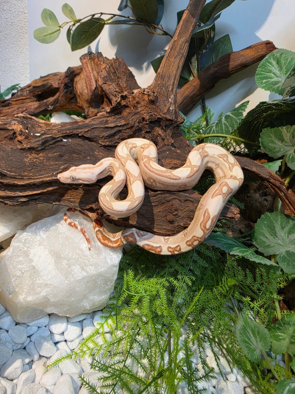 Vpi Fire & Vpi Labyrinth boa constrictors, Dieren en Toebehoren, Reptielen en Amfibieën, Slang, 0 tot 2 jaar
