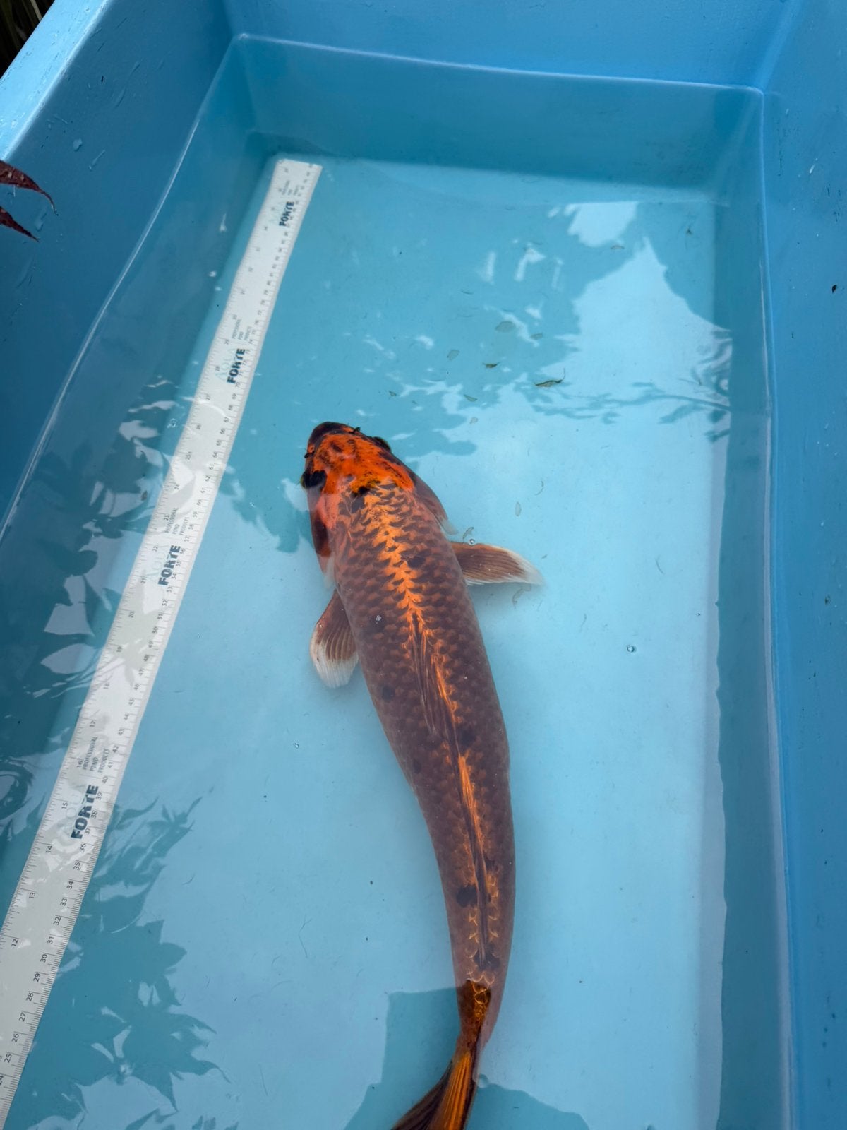 Orenji Matsuba  koi, Karper of Koi
