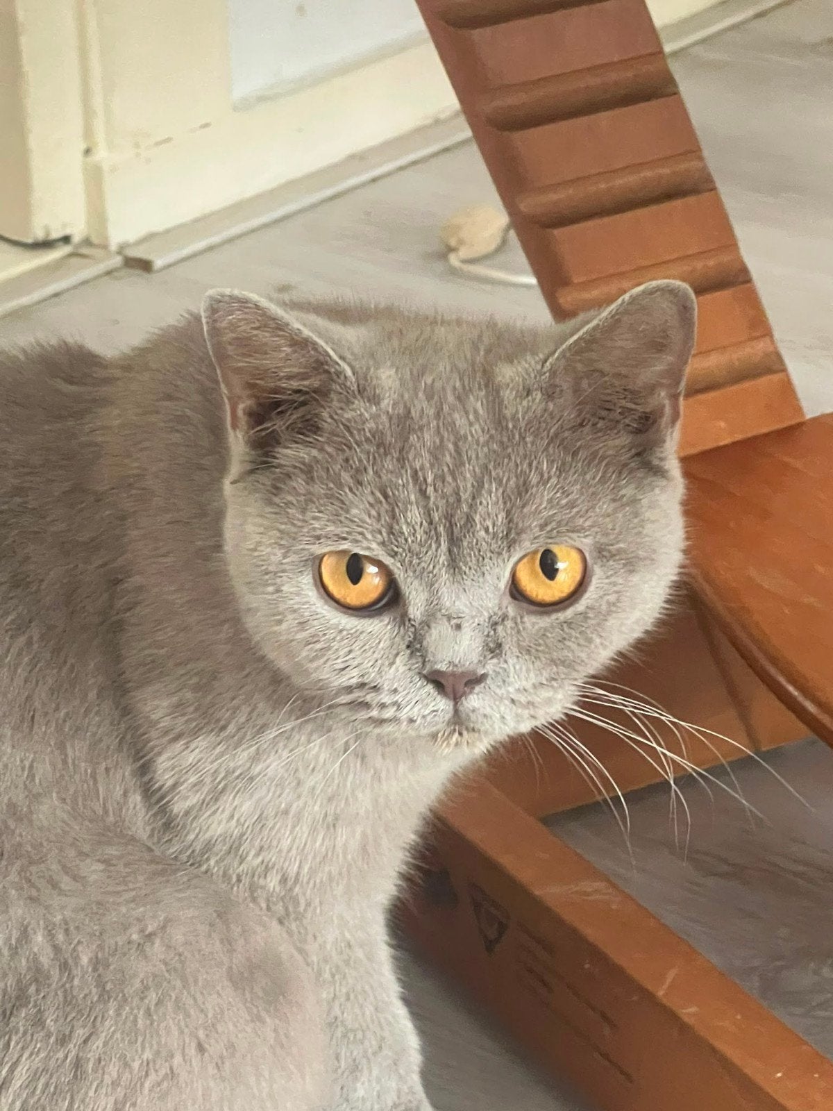 brits korthaar poes, Dieren en Toebehoren, Katten en Kittens | Raskatten | Korthaar, Meerdere dieren, Met stamboom, 0 tot 2 jaar
